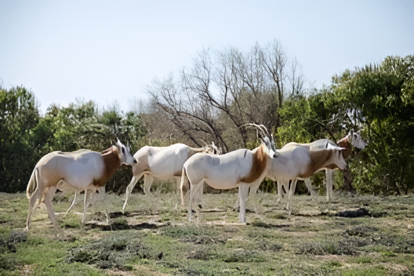 Wildlife National Park visit with lunch