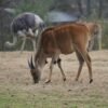 Wildlife National Park visit with lunch