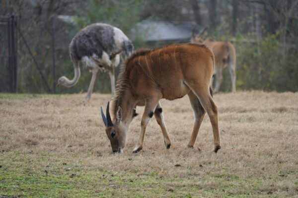 Wildlife National Park visit with lunch