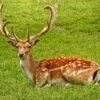 Wildlife National Park visit with lunch