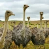 Wildlife National Park visit with lunch