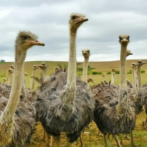 Wildlife National Park visit with lunch