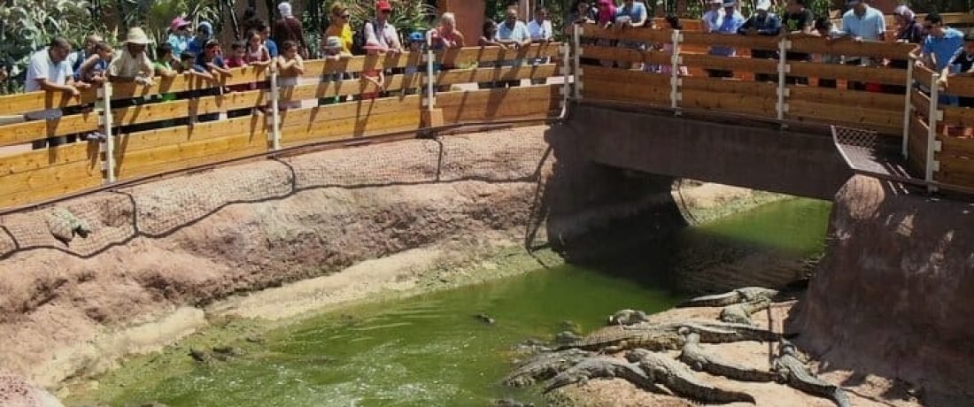 Crocodile-park-agadir