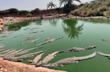 Croco-park-agadir